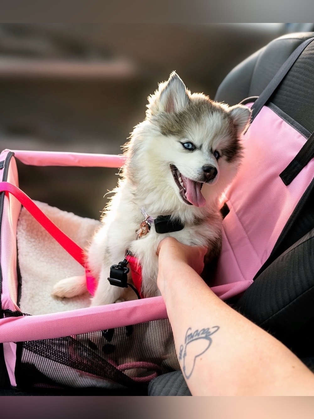 Pink Petbobi Pet Booster Car Seat for Pets Up To 15lbs - Picture 2 of 16